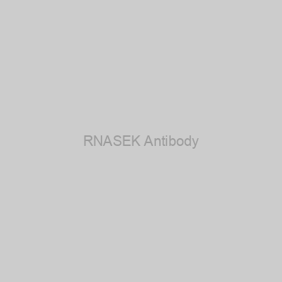 Abbexa - RNASEK Antibody